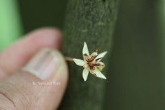 Theobroma cacao